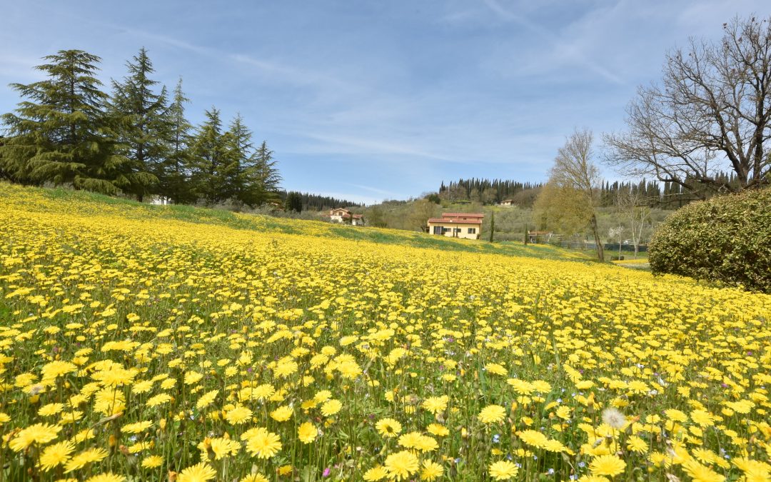 Field of dandelions in Loppiano