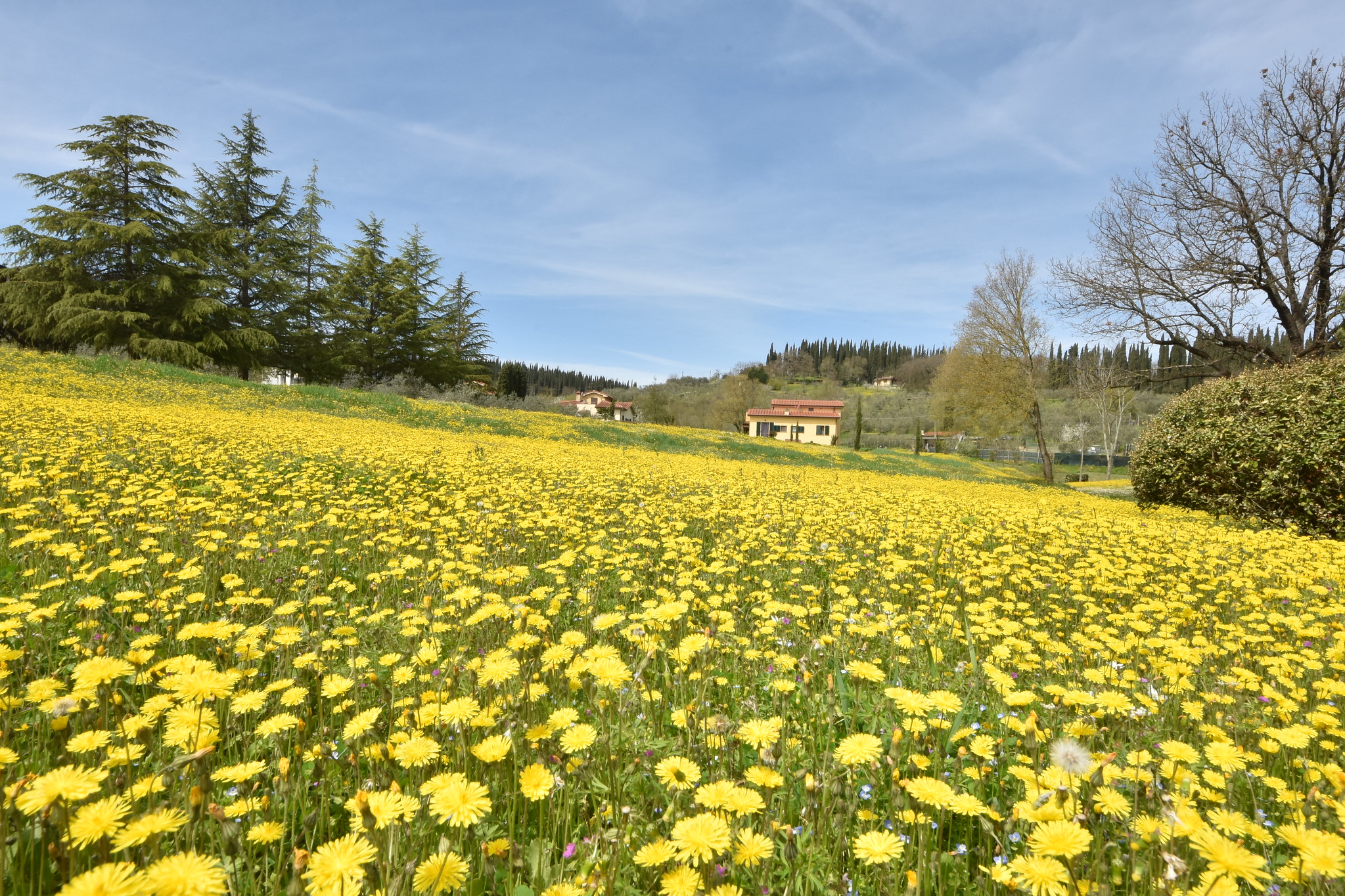 Field of dandelions in Loppiano