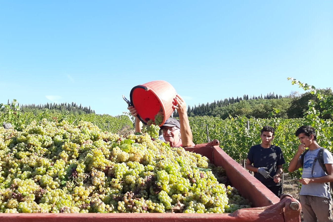 The grape harvest