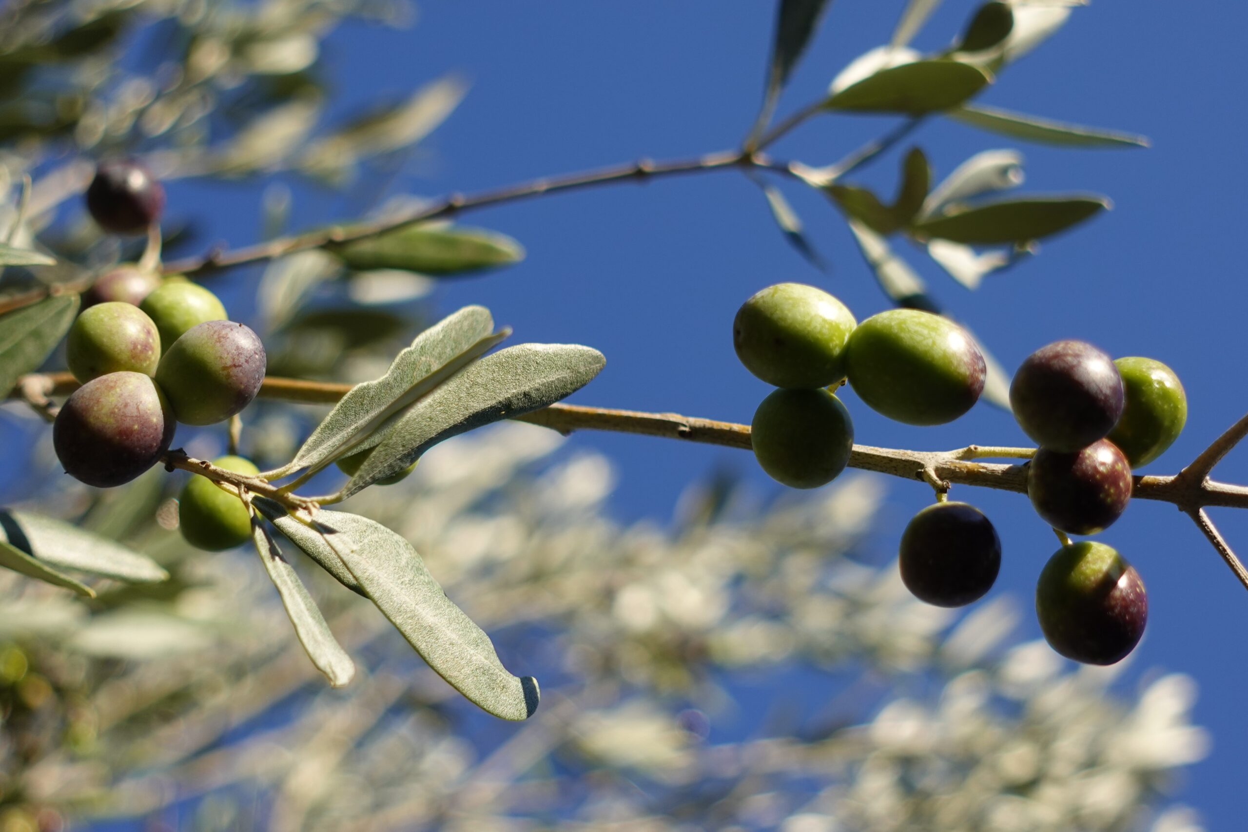 raccolta delle olive