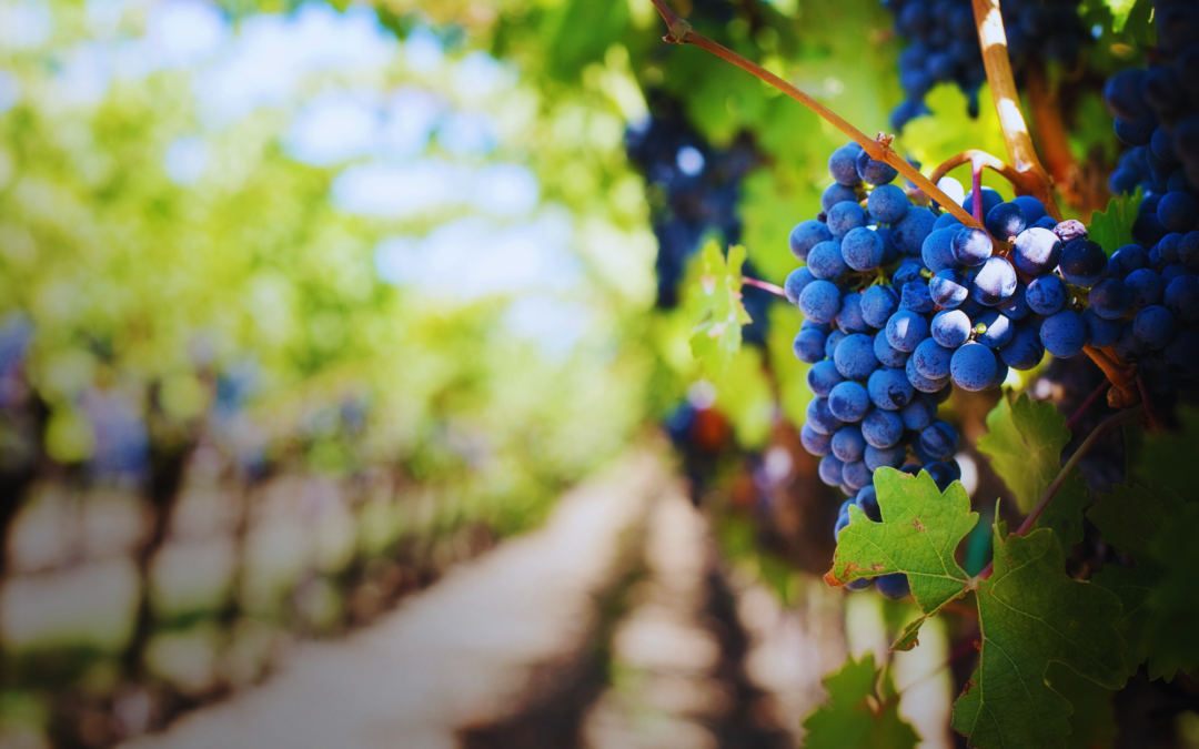 Cheers to Summer, Grape Harvest Time