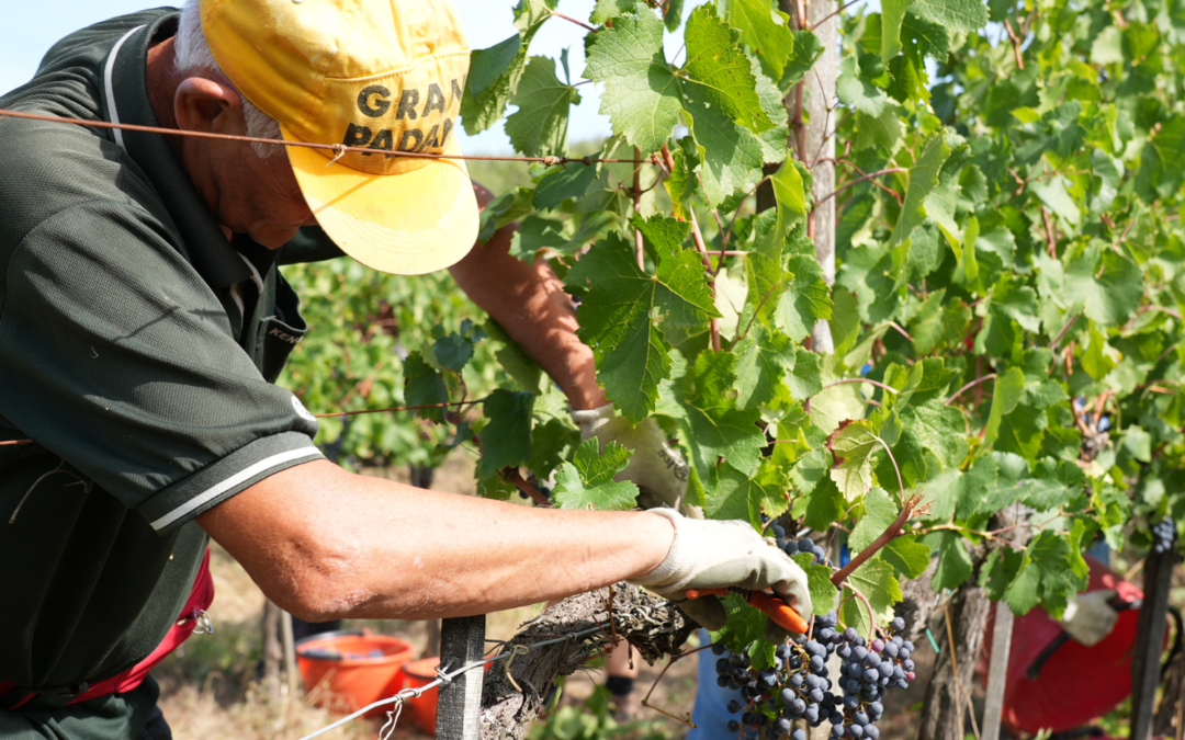 “Challenging Harvest, Exceptional Grape Quality”
