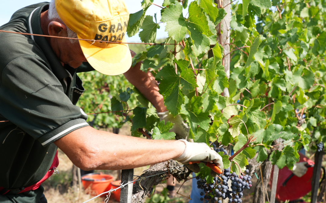 Vendemmia molto scarsa, ma uva di qualità